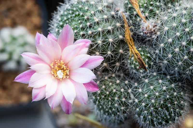 Rebutia Carnival, Rebutia, Cactus, Flowering Cactus, Indoor Cactus