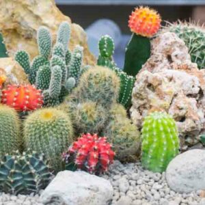 Cactus, Cactus Plant, Cactus Flower, Cactus Plants, Types of Cactus