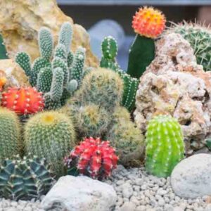 types of cacus and succulents perfect for your home