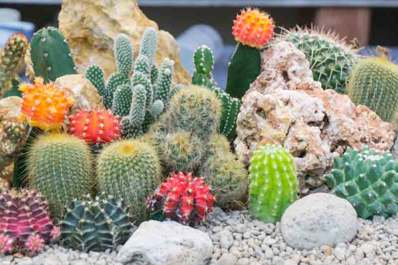 Cactus () Cactus
