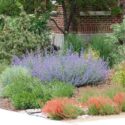 Drought tolerant garden, Deer resistant garden, Catmint, Penstemon, Artemisia, Ice Plant