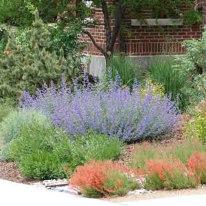 Drought tolerant garden, Deer resistant garden, Catmint, Penstemon, Artemisia, Ice Plant