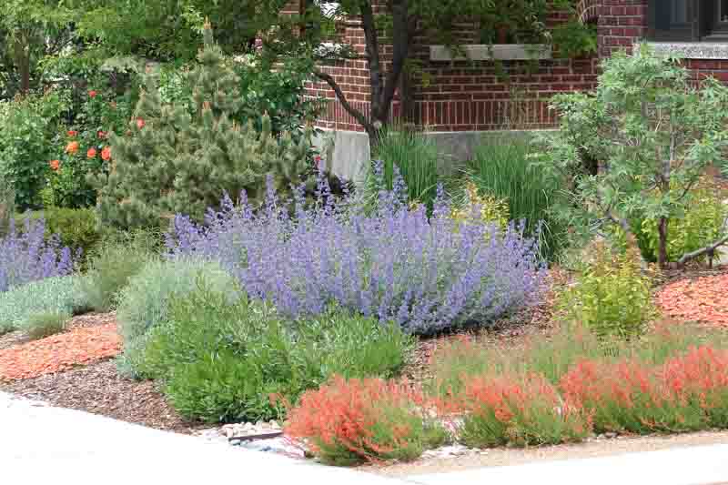 Drought tolerant garden, Deer resistant garden, Catmint, Penstemon, Artemisia, Ice Plant