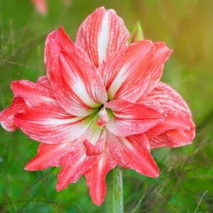 amaryllis Lady Jane, Red Amaryllis