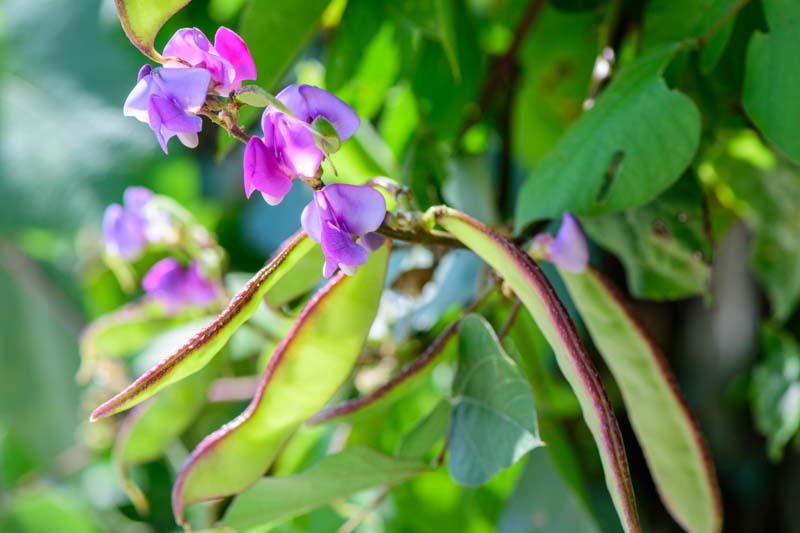 Hyacinth Bean, Hyacinth Bean Vine, Hyacinth Beans, Indian Bean, Lablab