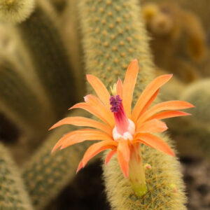 Golden Rat Tail Cactus, Cleistocactus winteri, Golden Rat Tail, Cactus, Cactus Plant