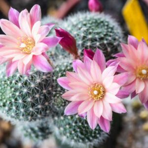 Rebutia, Cactus, Flowering Cactus, Indoor Cactus