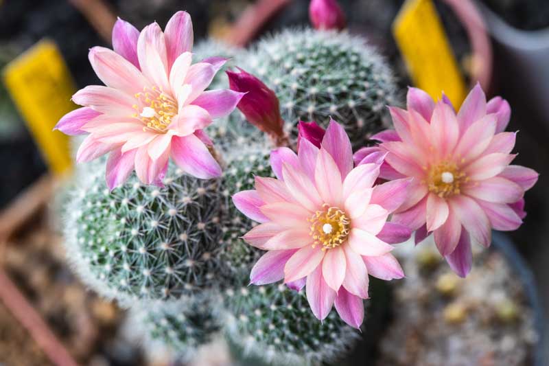 Rebutia, Cactus, Flowering Cactus, Indoor Cactus