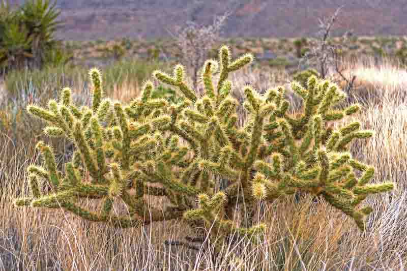 Golden Cholla, Silver Cholla, Wiggins' Cholla, Opuntia echinocarpa, Opuntia wigginsii