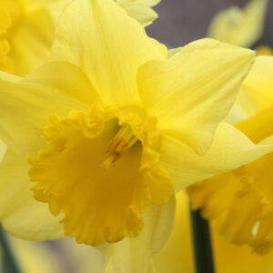 Daffodil 'King Alfred' Daffodil, Narcissus 'King Alfred' Daffodil, Yellow Daffodil