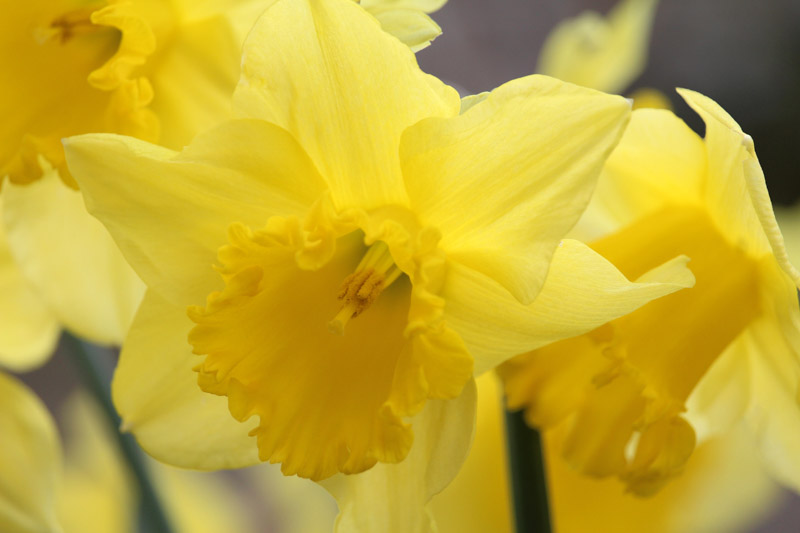Daffodil 'King Alfred' Daffodil, Narcissus 'King Alfred' Daffodil, Yellow Daffodil