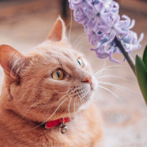Hyacinth, Hyacinths, Hyacinthus, Spring Flower