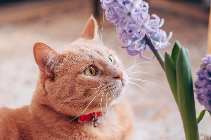 Hyacinth, Hyacinths, Hyacinthus, Spring Flower