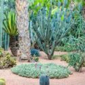 Desert Garden, Cactus Plants,
