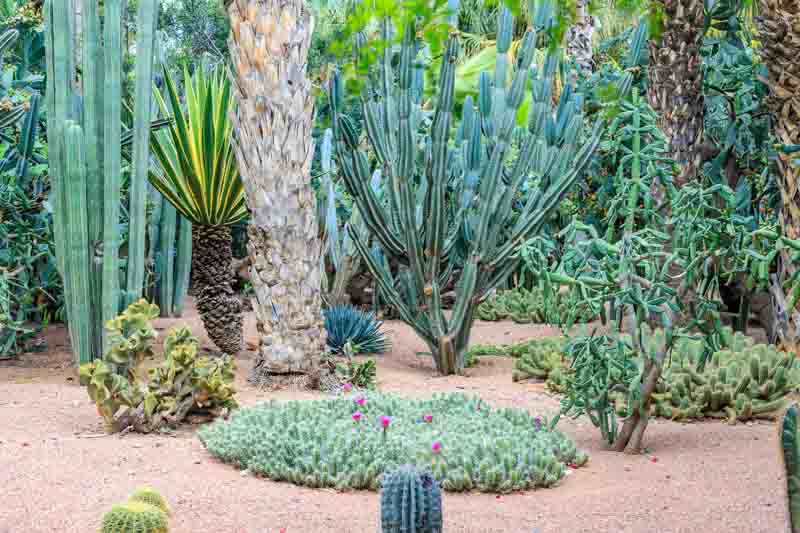 Desert Garden, Cactus Plants, Barrel Cactus, Yucca