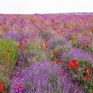 Lavender, Lavender Field, Poppies, Lavender Flowers,