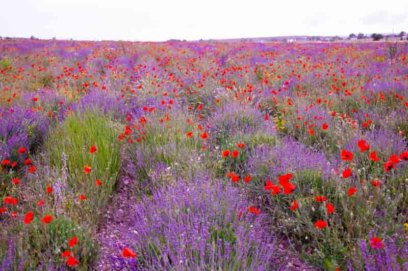 Lavender perennial discount