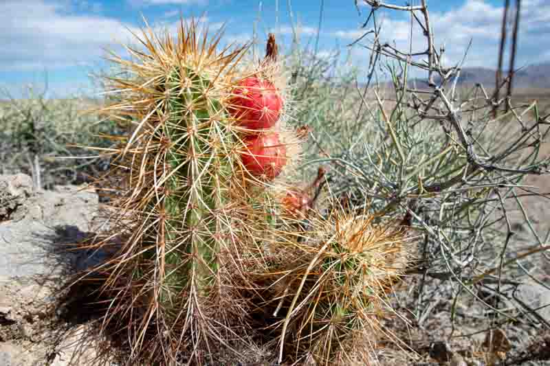 Hedgehog Cactus Fruit, Engelman Hedgehog Cactus, Echinocereus engelmannii