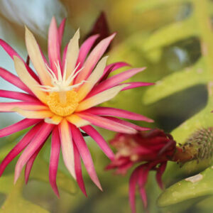 fishbone cactus, rickrack cactus, zig-zag cactus, St. Anthony's rickrack, orchid cactus, Selenicereus anthonyanus