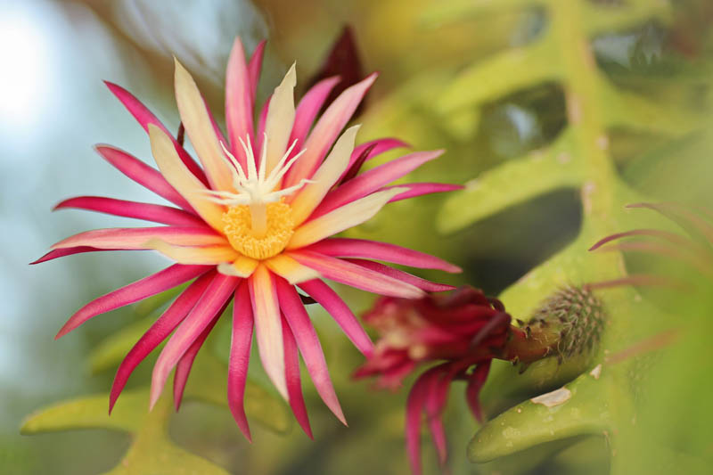 fishbone cactus, rickrack cactus, zig-zag cactus, St. Anthony's rickrack, orchid cactus, Selenicereus anthonyanus