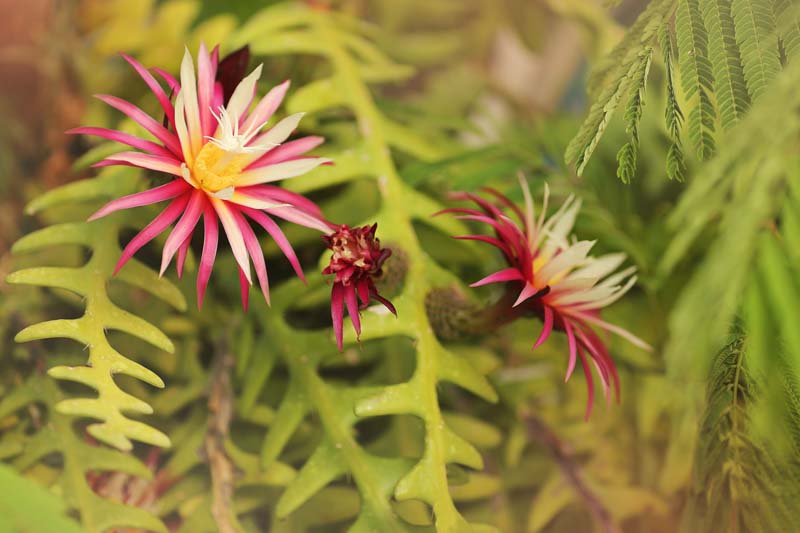 fishbone cactus, rickrack cactus, zig-zag cactus, St. Anthony's rickrack, orchid cactus, Selenicereus anthonyanus