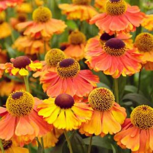 Helenium Sahin's Early Flowerer, Sneezeweed Sahin's Early Flowerer, Helenium Autumnale, Common Sneezeweed Sahin's Early Flowerer, False Sunflower Sahin's Early Flowerer, Helen's Flower Sahin's Early Flowerer, Yellow Star Sahin's Early Flowerer, late summe
