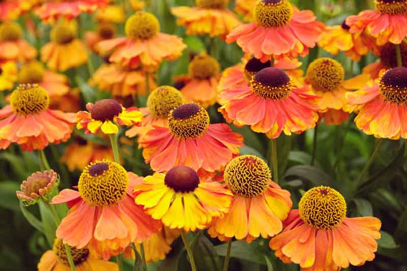 Helenium Sahin's Early Flowerer, Sneezeweed Sahin's Early Flowerer, Helenium Autumnale, Common Sneezeweed Sahin's Early Flowerer, False Sunflower Sahin's Early Flowerer, Helen's Flower Sahin's Early Flowerer, Yellow Star Sahin's Early Flowerer, late summe