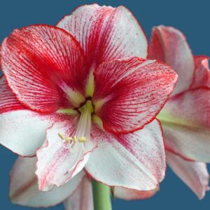 Amaryllis Temptation, Bicolor Amaryllis