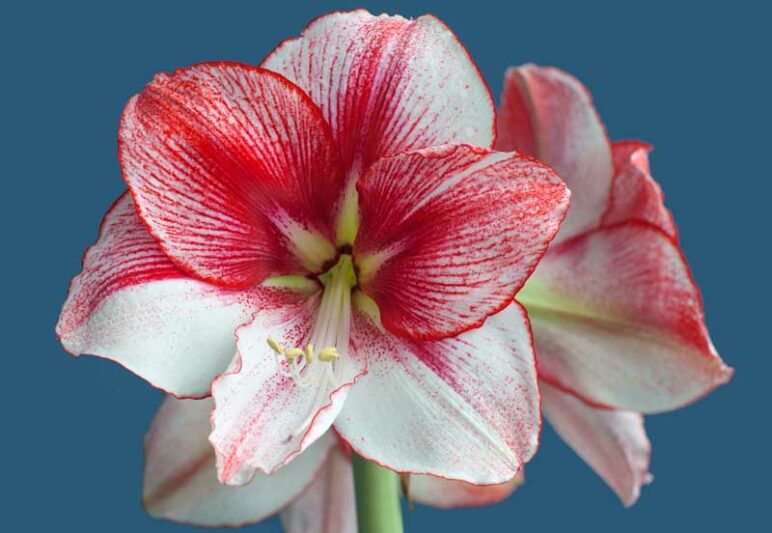 Amaryllis Temptation, Bicolor Amaryllis
