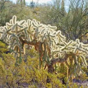 Chain fruit cholla, Jumping Cholla, Cylindropuntia fulgida