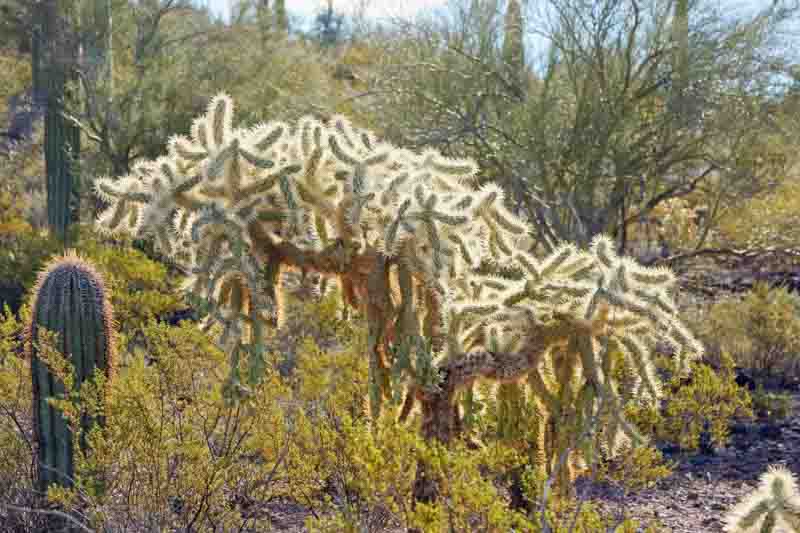 Chain fruit cholla, Jumping Cholla, Cylindropuntia fulgida