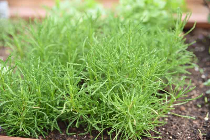 Green Santolina, Santolina rosmarinifolia, Drought Tolerant Plant, Mediterranean Plant, Yellow Flowers, Evergreen Plant