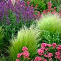 Garden design, Drought Tolerant Garden, Valerian, Sage, Feather Grass, Salvia, Stipa, Centranthus