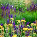 Sage, Yarrow, Summer Garden, Drought Tolerant Garden, Achillea Terractoa, Achillea Desert Eve, Salvia nemororosa Caradonna