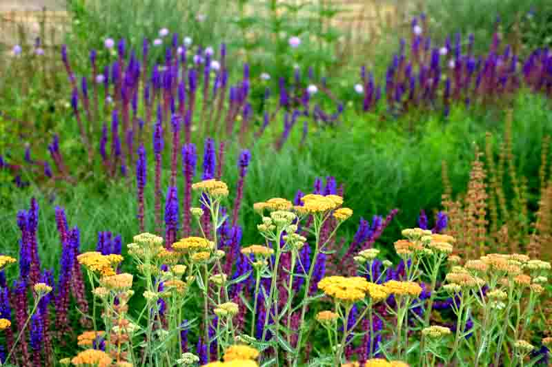 Sage, Yarrow, Summer Garden, Drought Tolerant Garden, Achillea Terractoa, Achillea Desert Eve, Salvia nemororosa Caradonna