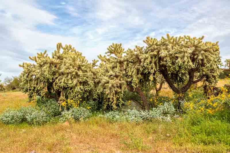 Chain fruit cholla, Jumping Cholla, Cylindropuntia fulgida
