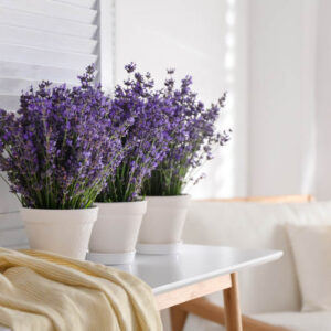 Lavender, Lavender Flowers, Lavender in Pots, Lavender Plants