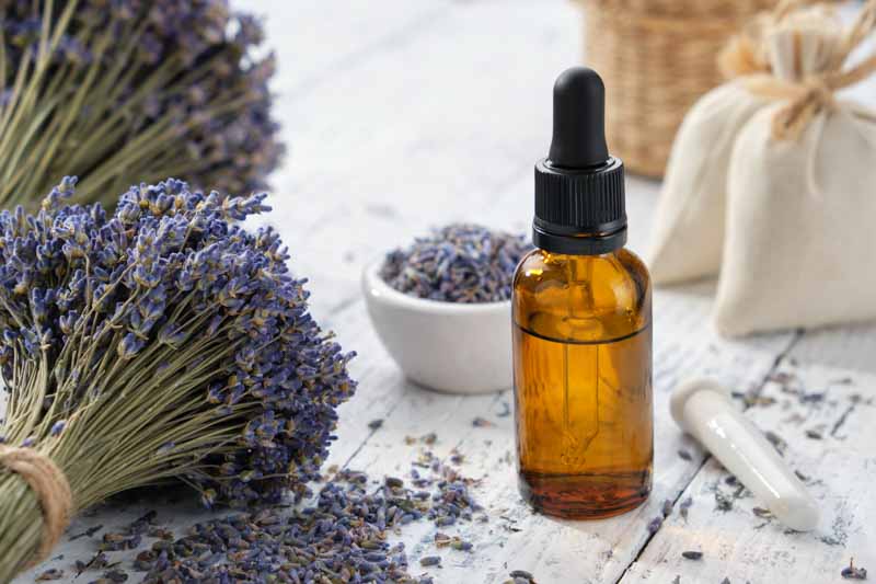 Lavender Oil Benefits and How to Make Your Own