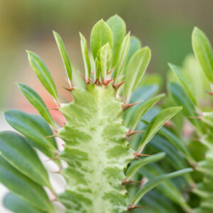 African milk tree, cathedral cactus, Abyssinian euphorbia, high chaparall, Euphorbia trigona