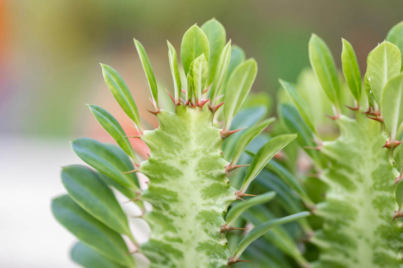 African milk tree, cathedral cactus, Abyssinian euphorbia, high chaparall, Euphorbia trigona