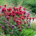 Bee Balm, Allium, Verbena, Monarda, Grasses, Deschampsia, Cottage Garden, Garden Design