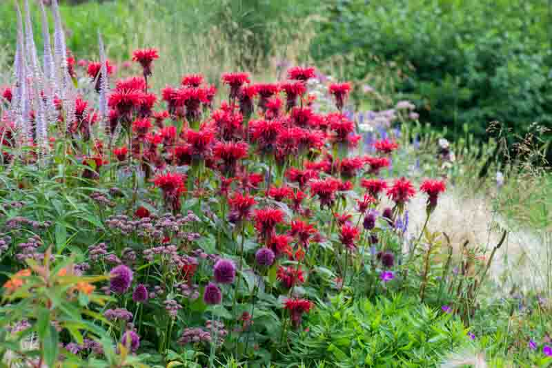 Bee Balm, Allium, Verbena, Monarda, Grasses, Deschampsia, Cottage Garden, Garden Design