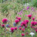 Bee Balm, Allium, Tufted Hair Grass, Summer Garden, Spring Garden