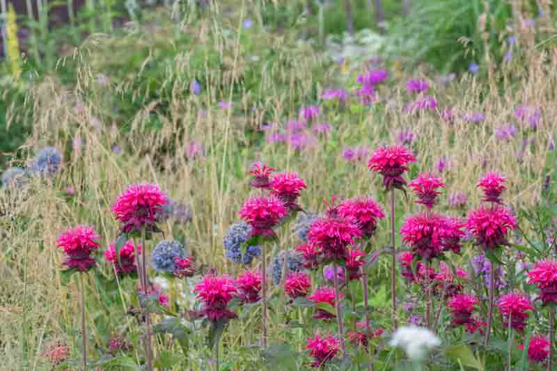 Bee Balm, Allium, Tufted Hair Grass, Summer Garden, Spring Garden