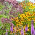 Helenium autumnale, Eupatorium, Summer Garden, Fall Garden