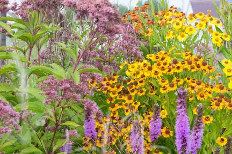 Helenium autumnale, Eupatorium, Summer Garden, Fall Garden