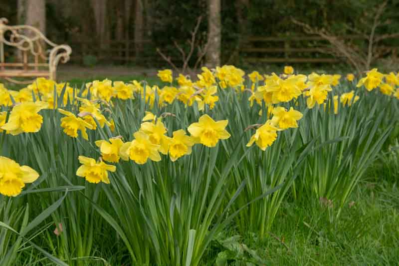 Daffodil 'King Alfred' Daffodil, Narcissus 'King Alfred' Daffodil, Yellow Daffodil