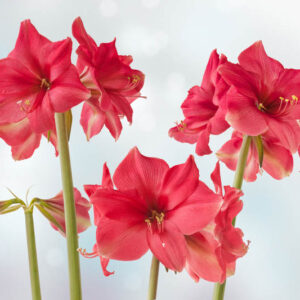 Amaryllis Pink Surprise, Pink Amaryllis