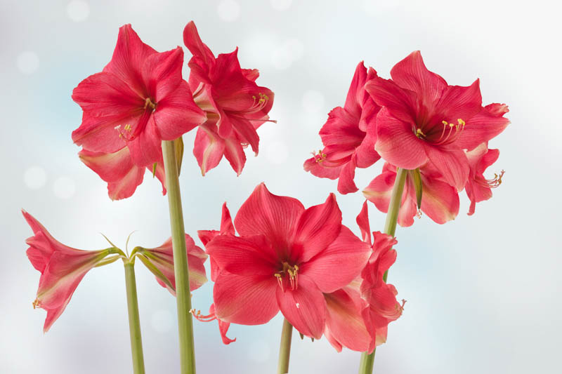 Amaryllis Pink Surprise, Pink Amaryllis