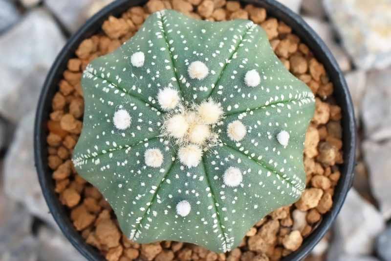Sand Dollar Cactus, Star Cactus, Sea Urchin Cactus, Star Peyote, astrophytum asterias,